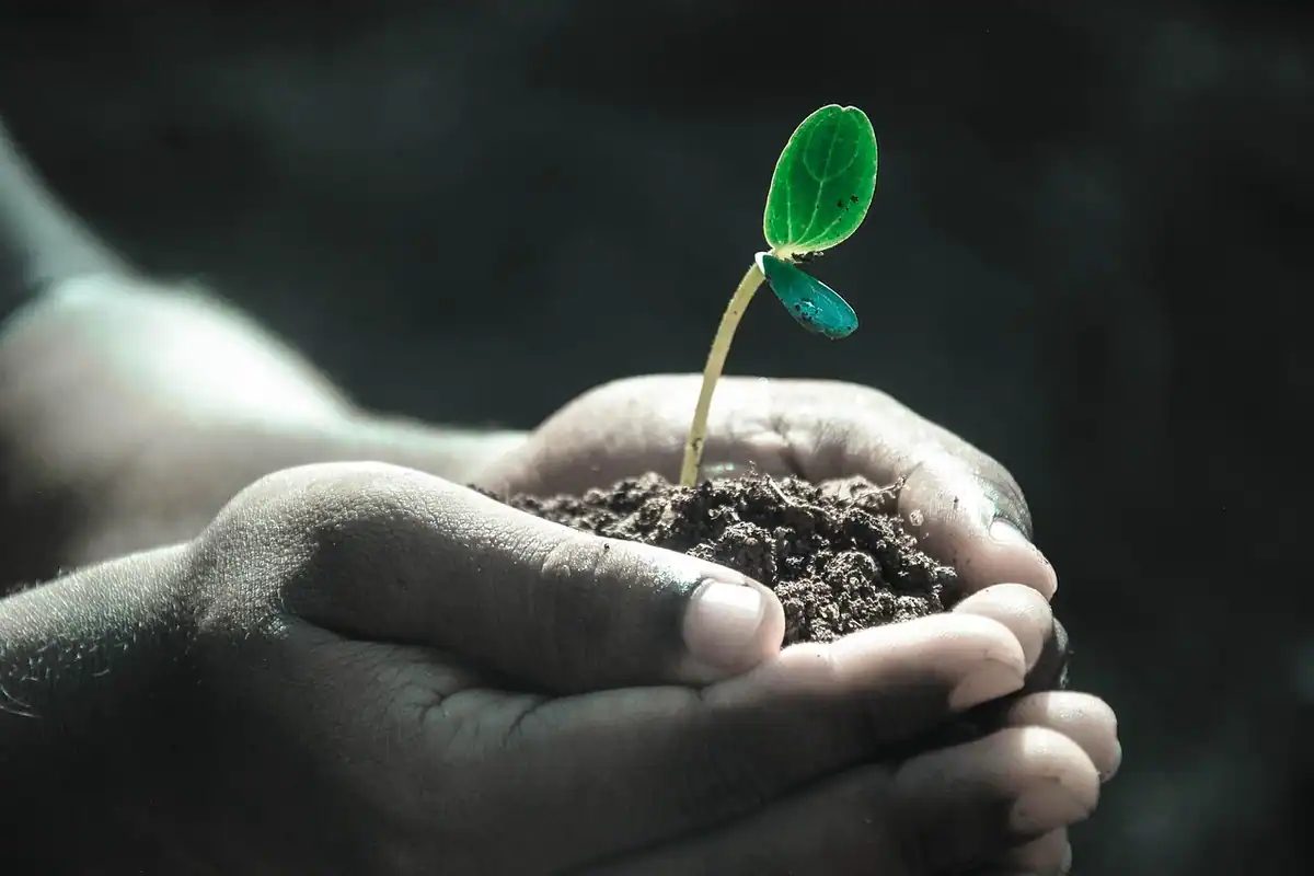 Mâini care ating solul lângă o plantă tânără care crește