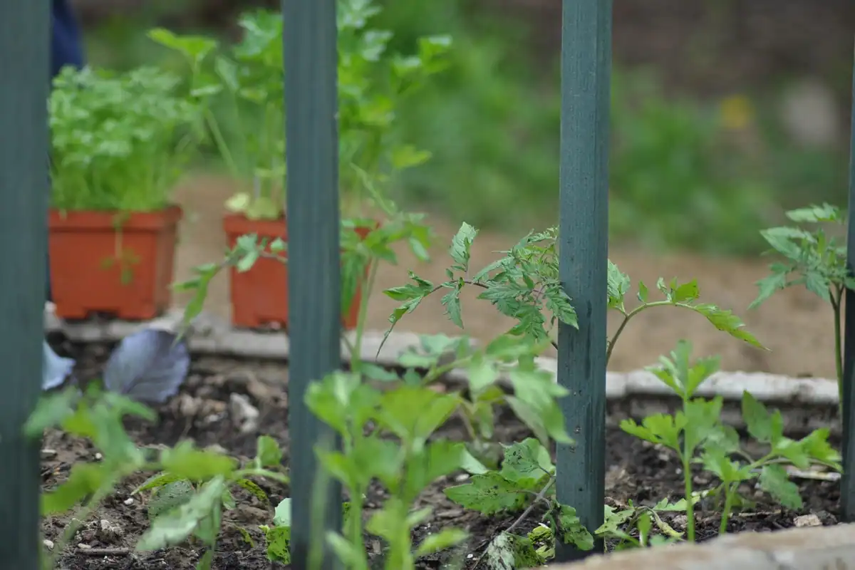 Răsaduri de legume în pământ, între tutori, într-o grădină mică