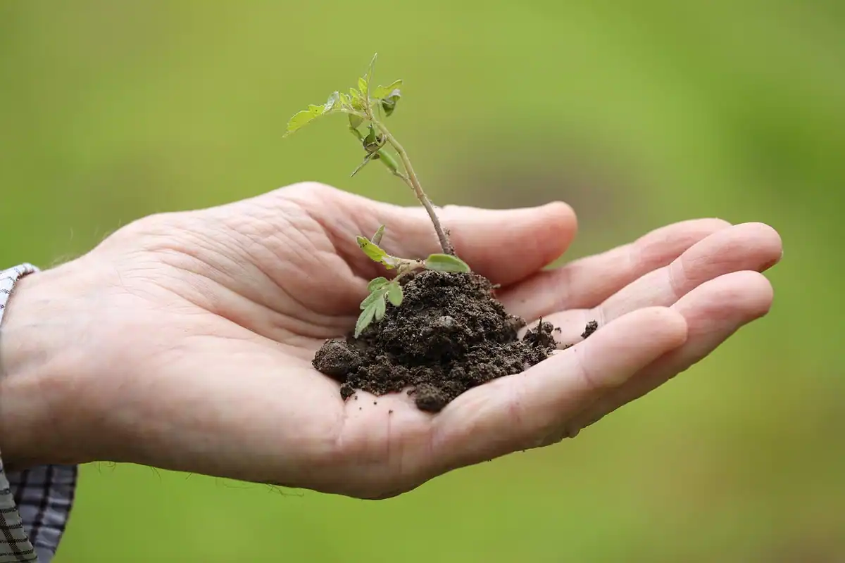 Palmă care ține pământ afânat și o plantă tânără de răsad