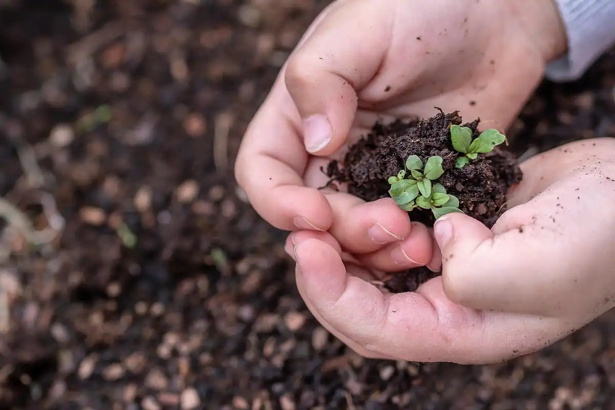 Mâini care țin pământ negru, afânat, cu o plantă mică de răsad