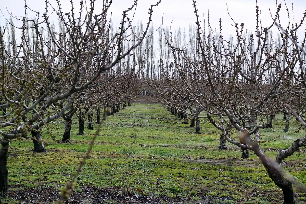 Rânduri de pomi fructiferi fără frunze, pe iarbă, într-o livadă